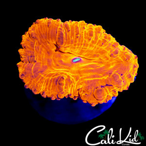 PURPLE SPECKLED BUBBLE BLASTO