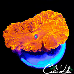 PURPLE SPECKLED BUBBLE BLASTO