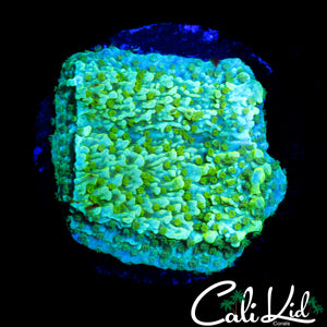 TYREE NEON GREEN MONTI
