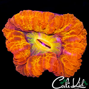 RAINBOW MOUTH CYNARINA