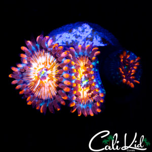 CB WHITE ZOMBIE TRIPLE