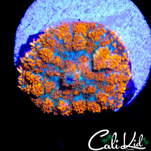 RAINBOW RIM RHODACTIS