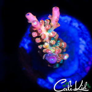 CK PINK FUSION ACRO