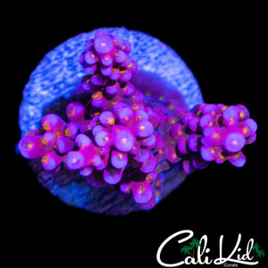 CK POPPIN BOBA ACRO