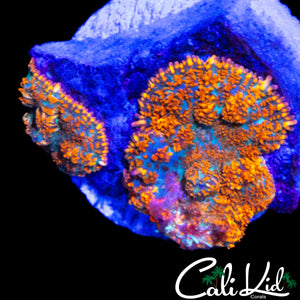RAINBOW RIM RHODACTIS DOUBLE