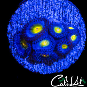 AOI ZOA MINI COLONY