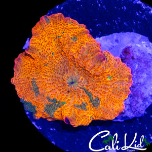 BEAUTIFUL CANDY CRUSH MUSHROOM