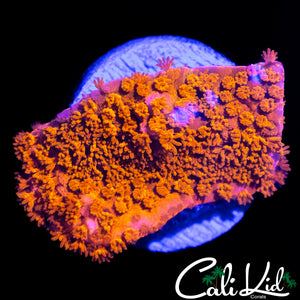 CK STARBURST MONTI
