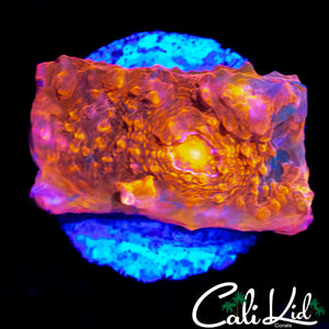 YELLOW EYE CHALICE FRAG