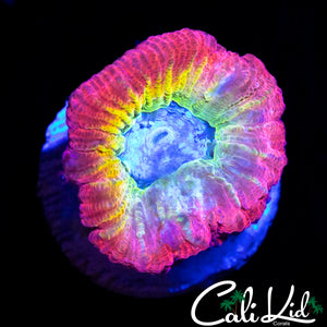 CK RARE RAINBOW FAVIA