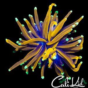 AQUACULTURED GOLD TIP TORCH