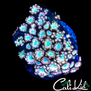 BEAUTIFUL RAINBOW ALVEOPORA
