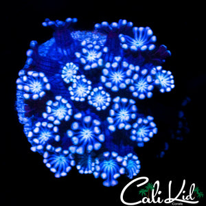 BI COLOR ALVEOPORA