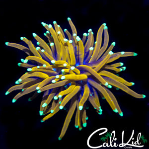 AQUACULTURED GOLD TIP TORCH