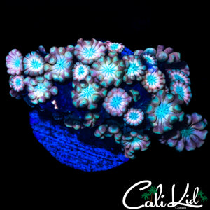 BEAUTIFUL RAINBOW ALVEOPORA