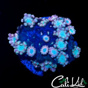 MYSTERY ALVEOPORA