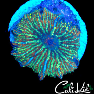 RARE LIGHTNING BOLT DISCO SHROOM