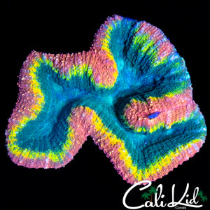 FUN DIP SYMPHYLLIA