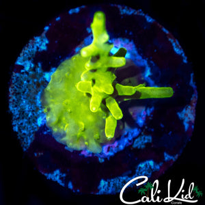 SMOOTH SKIN GOLDEN ACRO