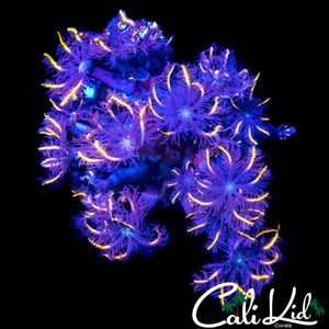RAINBOW CLOVES CHUNK