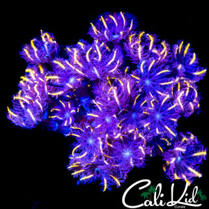 RAINBOW CLOVES CHUNK