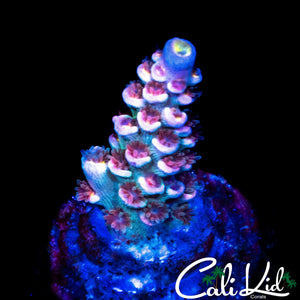 PINK POLYP TENIUS
