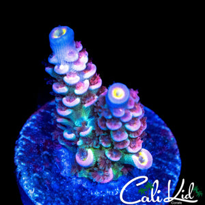 INSANE RAINBOW TENIUS