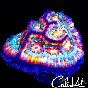 CLOWN EYES WILSONI
