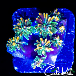 CK KALEIDOSCOPE GALAXIA