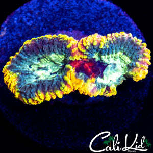 CK ELECTRIC DAISY FAVIA