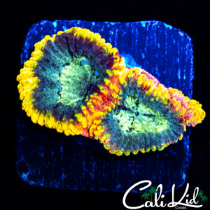 CK ELECTRIC DAISY FAVIA