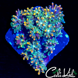 CK KALEIDOSCOPE GALAXIA