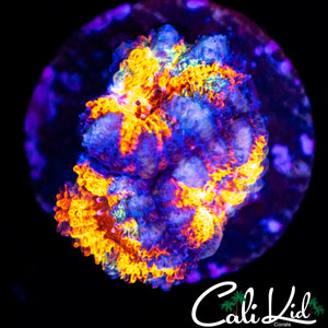 ULTRA RAINBOW ACAN TRIPLE