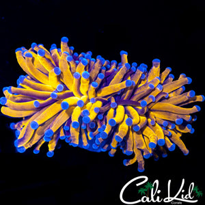 AUSSIE 24K TORCH DOUBLE