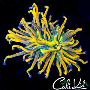AQUACULTURED MEDUSA TORCH