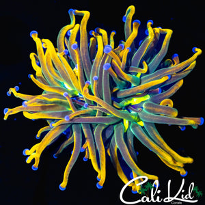 AQUACULTURED MEDUSA TORCH