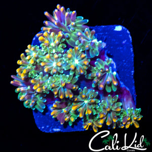 CK KALEIDOSCOPE GALAXIA