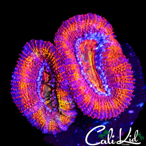 RAINBOW ACAN LORD DOUBLE