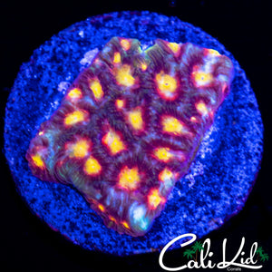 RAINBOW EYE FAVIA