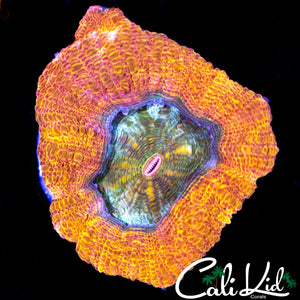 SOUR APPLE BOWERBANKI