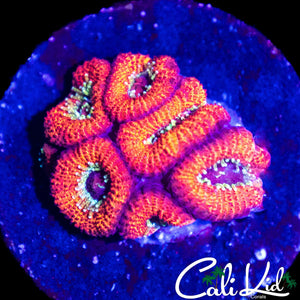 TRI COLOR MICROMUSSA