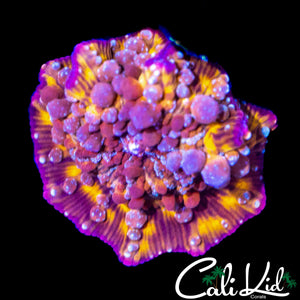 CK MR FREAK BOUNCE SHROOM (LARGE)