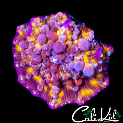 CK MR FREAK BOUNCE SHROOM (LARGE)