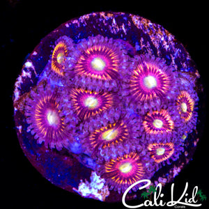 ASSORTED ZOA COLONY