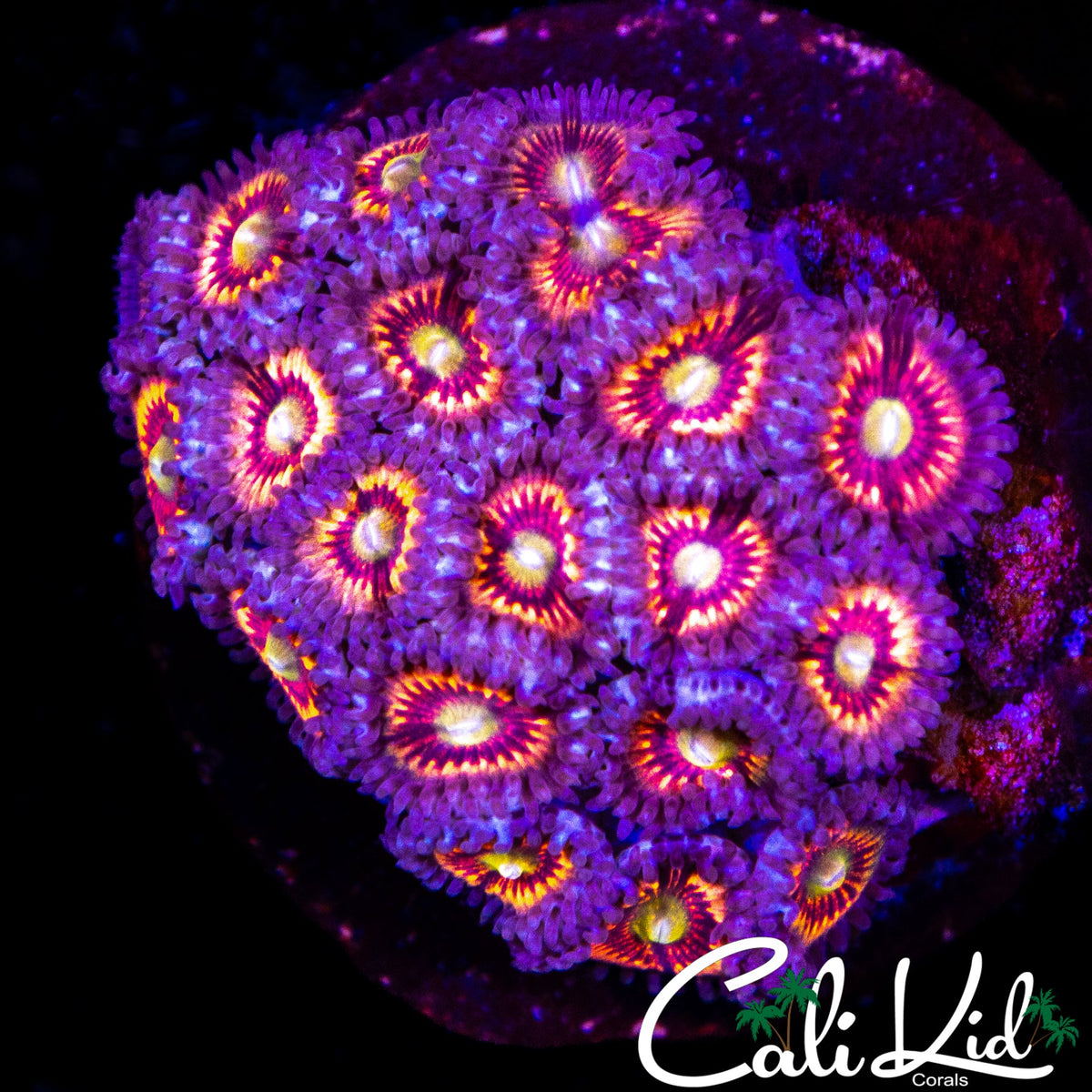 ASSORTED ZOA COLONY