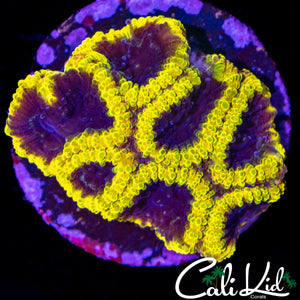 WOLVERINE PAW FAVIA
