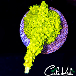 GREEN SLIMER FRAG