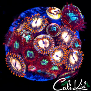 ASSORTED ZOA COLONY
