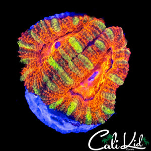 XMAS ACAN DOUBLE