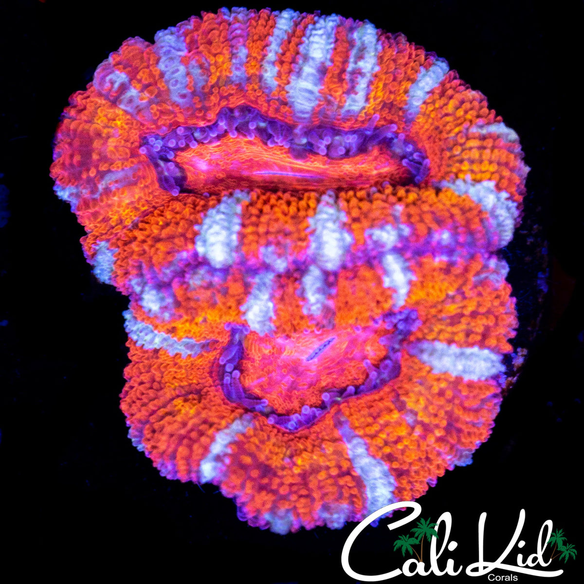WHITE STRIPE ACAN DOUBLE